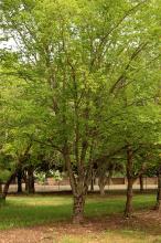 plant habit, spring