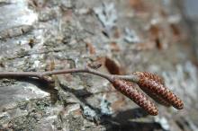 winter twig, buds