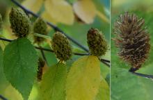 cones, fall
