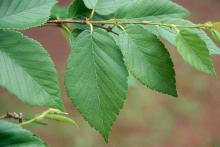 elongating shoot, leaves