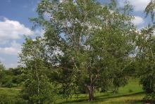 plant habit plant habit