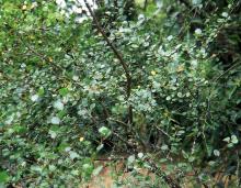 plant habit, summer plant habit, summer