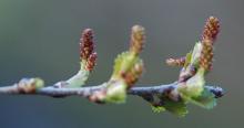 developing cones, early spring developing cones, early spring