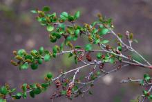 leaves and developing cones, spring leaves and developing cones, spring