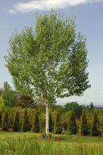 plant habit, summer
