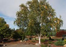 plant habit, early fall