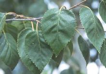 leaves