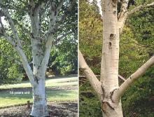 trunk, bark