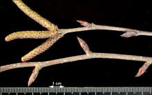 winter twigs, catkins and buds