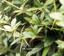 leaves and thorns