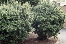 plant habit, summer