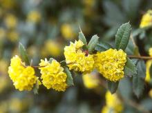 flowers and leaves