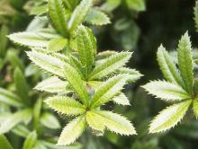 leaves