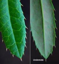 leaf