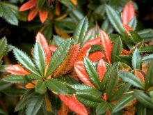 leaves, fall