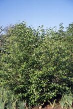 plant habit, summer