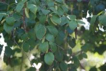 leaves
