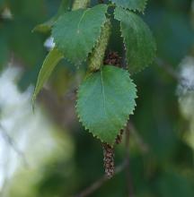leaves and catkins