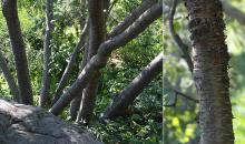 trunks, bark