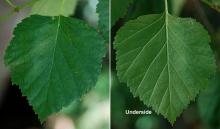 leaf