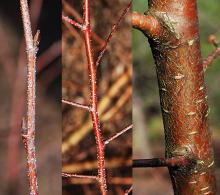 winter: twig, buds, and branch 