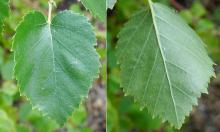 leaf