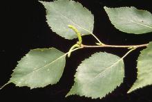 shoot, leaves shoot, leaves