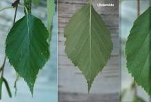 leaf and margin leaf and margin