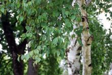 foliage foliage