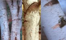 trunk, bark trunk, bark