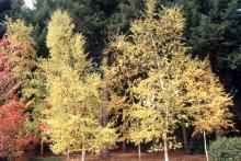 plant habit, fall plant habit, fall
