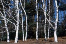 plant habit, late fall plant habit, late fall