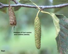 catkins, late summer catkins, late summer