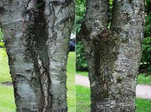 older trunks, bark older trunks, bark