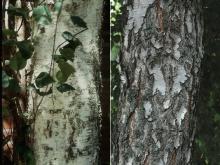 trunk, bark