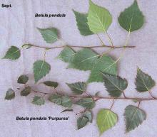 leaves, comparison with species, Sept.