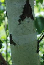 trunk, bark