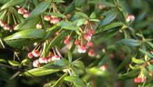 flowers and leaves