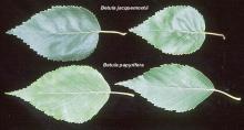 leaves, comparison leaves, comparison