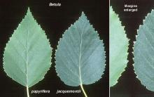 leaves, comparison