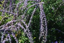 plant habit, flowering branches