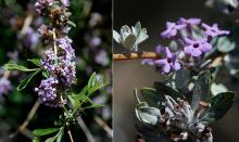 flower cluter and flowers