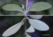 leaves