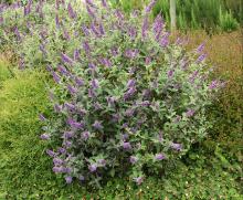 plant habit, flowering