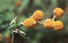 flower clusters