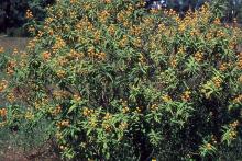 plant habit, flowering