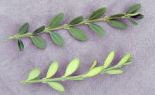 leafy shoots leafy shoots