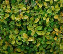 leaves, winter