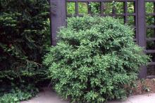 plant habit