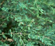 leaves and fruit